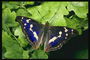 Бабочка с крыльями с синевой