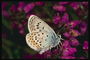 Бабочка с бледно-розовыми крыльями на ярко-розовых цветах