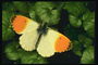 Светло-желтые крылья с оранжевыми пятнами