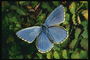 Светло-синего тона крылья бабочки