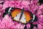 Бабочка на светло-розовых цветах