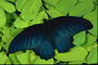 Бабочка с синеватым блеском на светло-салатовом листье
