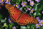 Бабочка темно-оранжевого цвета на фоне маленьких сиреневых цветов