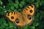 Бабочка оранжевого тона с коричневыми кругами в виде капель