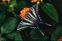 Черно-пепельного тона крылья бабочки