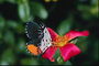 Крылья бабочки. Белые в черный горошек с внешней стороны и черно-оранжевые с внутренней