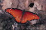 Светло-бордовые крылья с черной каемкой и белыми точками