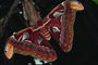 Мотылек темно-бордового с оттенками коричневого цветов крыльями