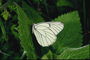 Бабочка на листке с прозрачными ворсинками