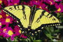 Бабочка с желтыми крыльями обрамленными черной полоской