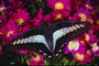 Белые пластинки на черных крыльях. Бабочка на фоне розовых цветов