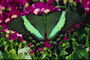 Темно-зеленый цвет крыльев бабочки