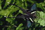 Бабочка с длинными крыльями в белую точку