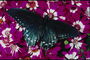 Бабочка на фоне ярко-розовых цветов