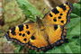 Тигристая бабочка