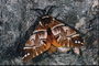 Разнообразие коричневого цвета на крыльях бабочки