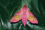 Розовые и золотистые оттенки крыльев бабочки