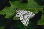 Бабочка белого цвета в черную полоску на листье дуба