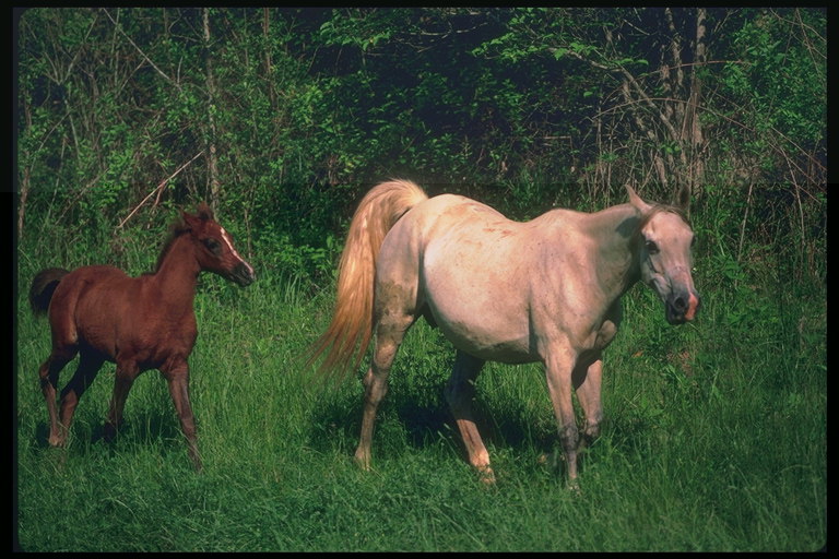 Лошади среди буяющей зелени трав