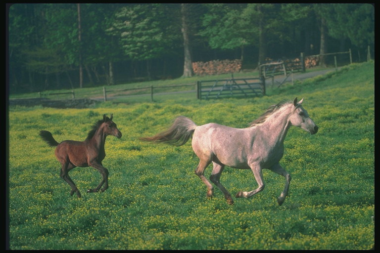 Лошадь и ее детеныш