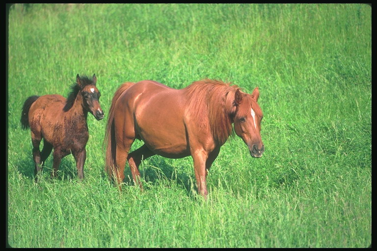 Лошадь коричневой окраски с коричневой гривой и хвостом. Жеребенок с черными хвостом и гривой