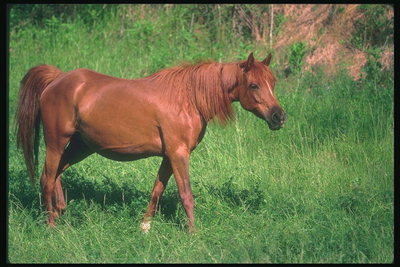 Каштановой окраски лошадь