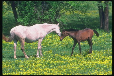 Белая и коричневые лошади