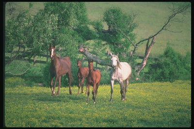 Лошадки на поле
