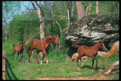 Лошади коричневой масти под лесов