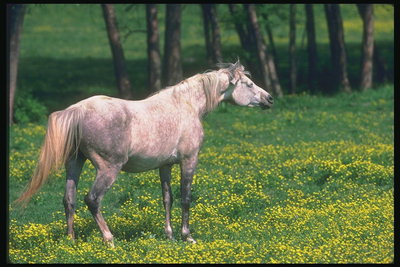 Лошадь белой окраски