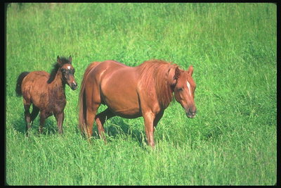 Лошадь коричневой окраски с коричневой гривой и хвостом. Жеребенок с черными хвостом и гривой