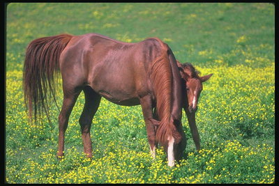 Каштановая грива лошади