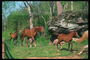 Лошади коричневой масти под лесов