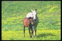 Белая лошадь и коричневый жеребенок