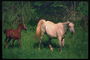 Лошади среди буяющей зелени трав