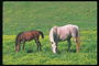 Лошади едят траву