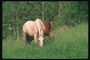Белая лошадь и коричневый жеребенок с белой полосой на морде