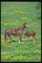 Лошади на поляне
