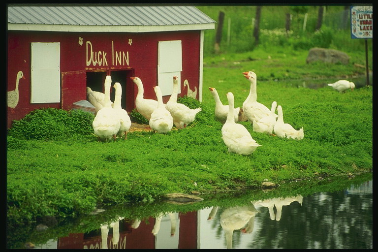 Geese mbi një fermë