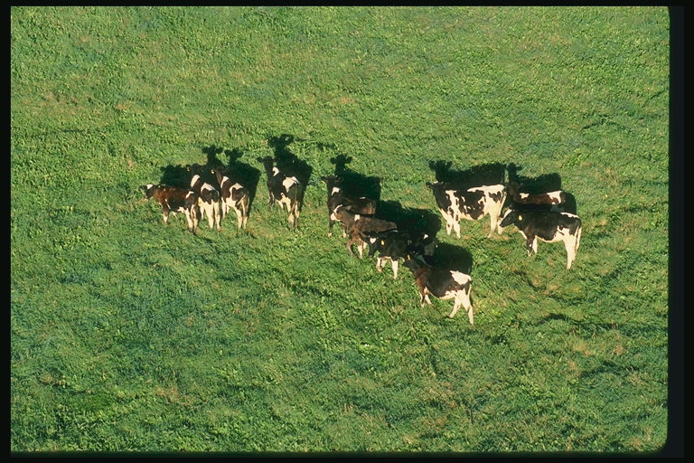 Cows grazing on the meadow