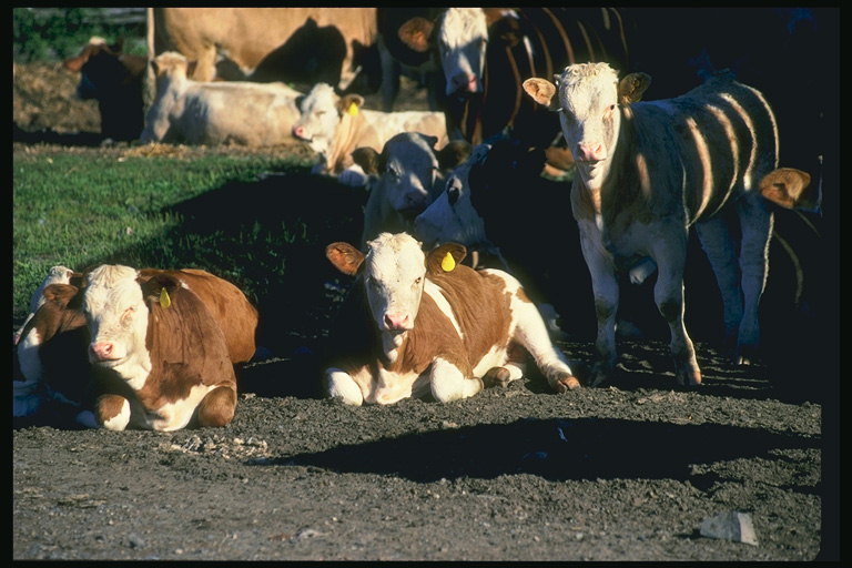 Gruppe der Kühe