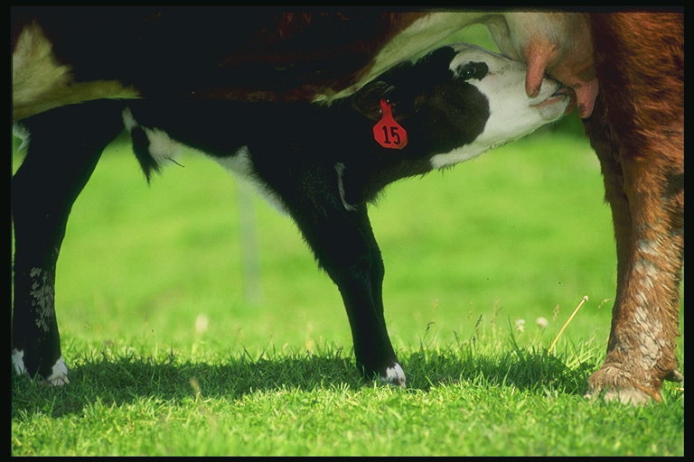 Крава и кормиларити