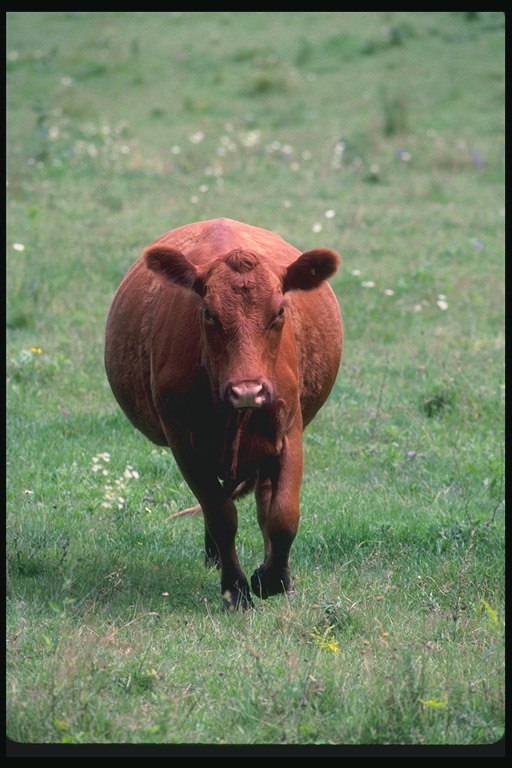 Uma vaca no pasto