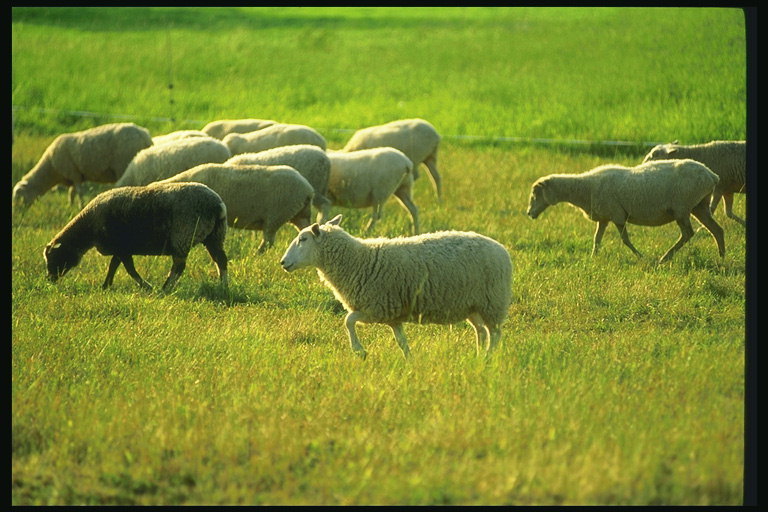 Koyun sürüsü