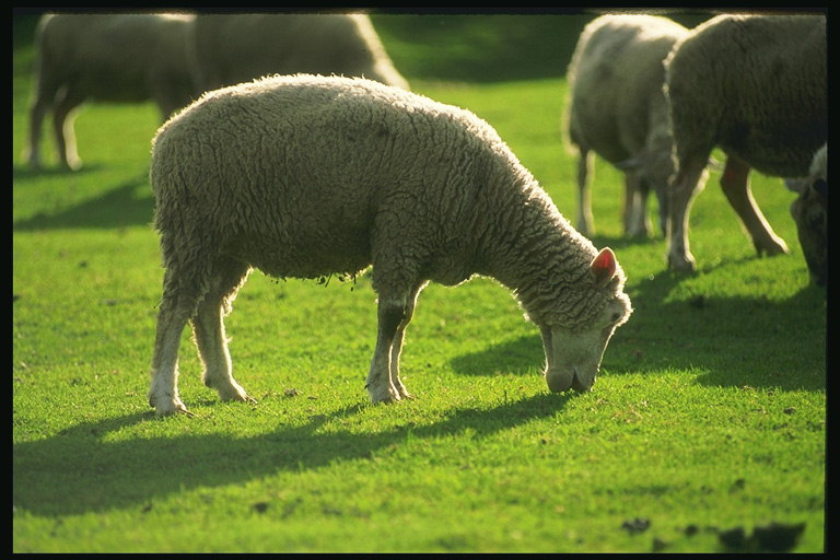 Mantenimiento de las ovejas en la pradera