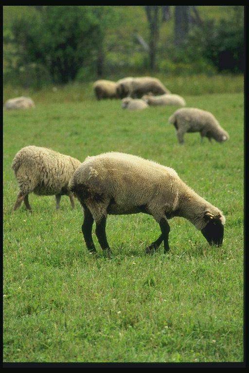 Vasara. Grupė avių ant pievos