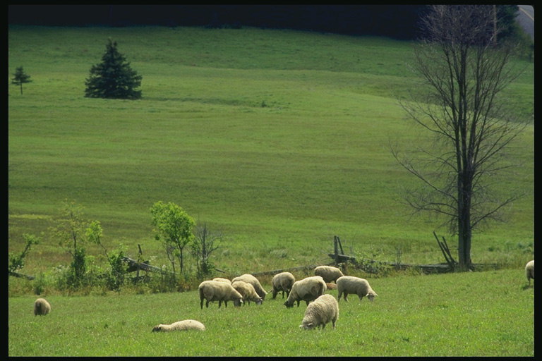 Herd of sheep on the meadow