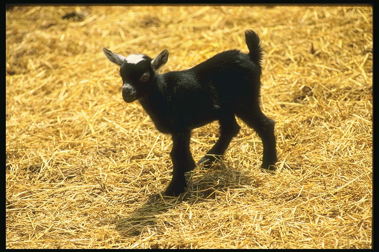Мала коза на сламу у пера