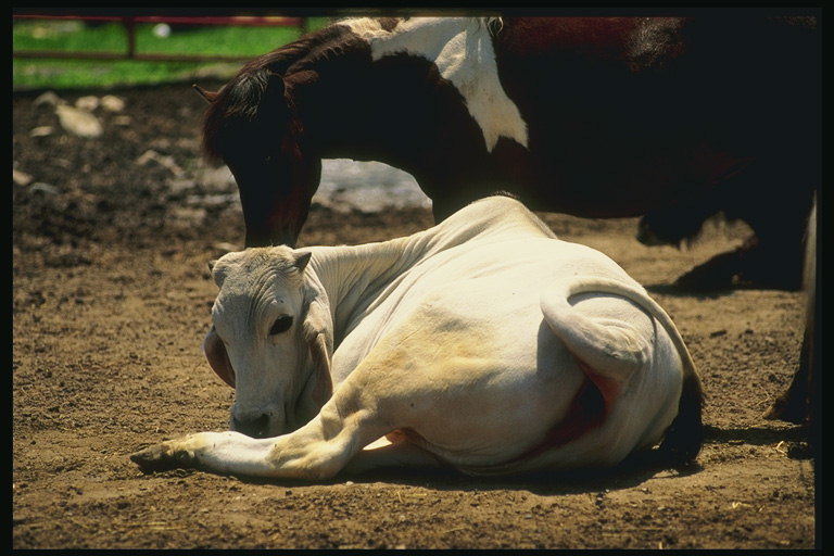 Brokeback indických kráv spočíva v pere