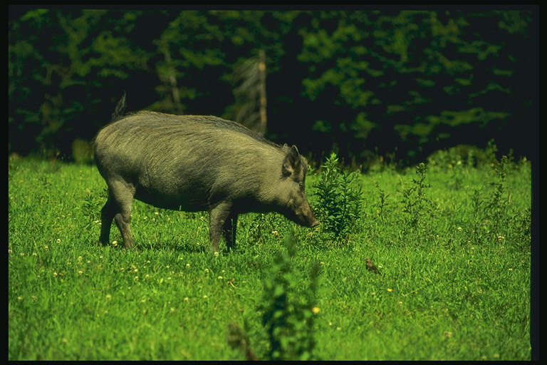 Porcul pe iarba